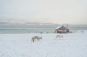 Norvège Lofoten Narvik Rennes paysage